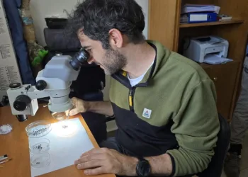 Yeşil Mercimeğin Kökeni Yozgat