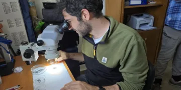 Yeşil Mercimeğin Kökeni Yozgat