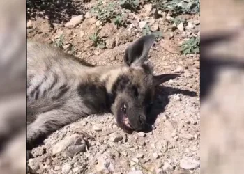 Şanlıurfa’da nesli tehdit altındaki çizgili sırtlan ölü bulundu