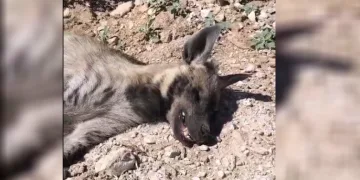 Şanlıurfa’da nesli tehdit altındaki çizgili sırtlan ölü bulundu