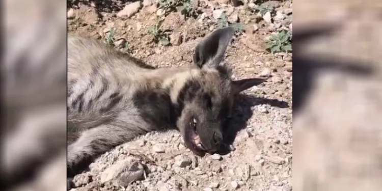 Şanlıurfa’da nesli tehdit altındaki çizgili sırtlan ölü bulundu