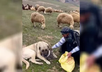 Kangal’dan Yürek Isıtan Davranış