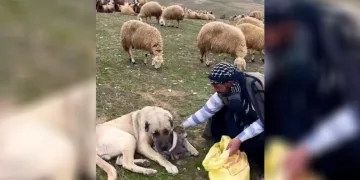 Kangal’dan Yürek Isıtan Davranış