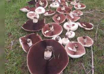 Yağmur sonrası meralar mantarla doldu
