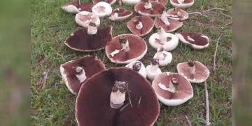 Yağmur sonrası meralar mantarla doldu