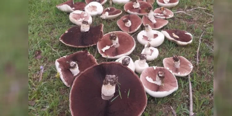 Yağmur sonrası meralar mantarla doldu