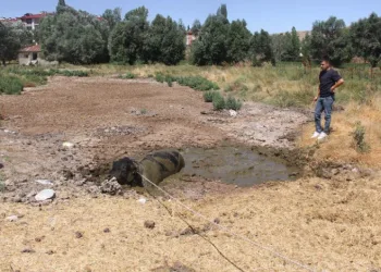 Ahırdan kaçan boğa ilçeyi birbirine kattı