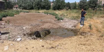 Ahırdan kaçan boğa ilçeyi birbirine kattı