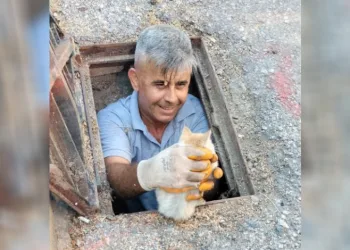 Kanalizasyona düşen kedi belediye ekiplerince kurtarıldı