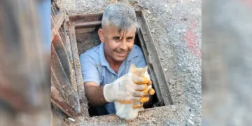 Kanalizasyona düşen kedi belediye ekiplerince kurtarıldı