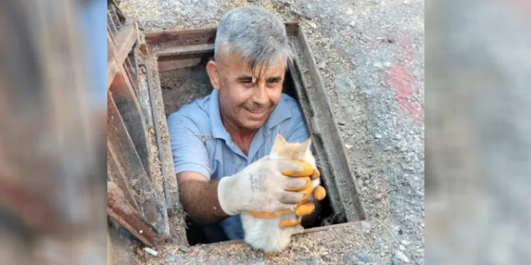 Kanalizasyona düşen kedi belediye ekiplerince kurtarıldı