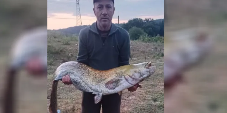 35 kiloluk yayın balığı yakaladı
