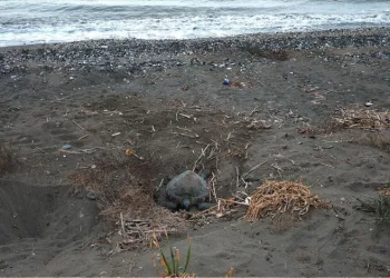 Caretta carettaların popülasyonu artıyor