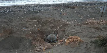 Caretta carettaların popülasyonu artıyor