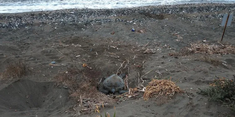 Caretta carettaların popülasyonu artıyor