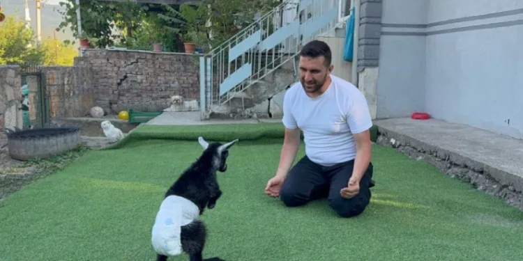 Doğuştan engelli yavru keçiyi sahiplenip evlatları gibi büyütüyorlar
