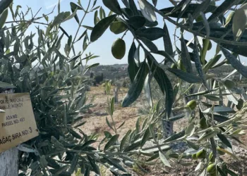 Milas’ta bilimsel yöntemlerle taşınan zeytin ağaçları, bir yıl dolmadan yeniden meyve vermeye başladı