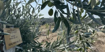 Milas’ta bilimsel yöntemlerle taşınan zeytin ağaçları, bir yıl dolmadan yeniden meyve vermeye başladı