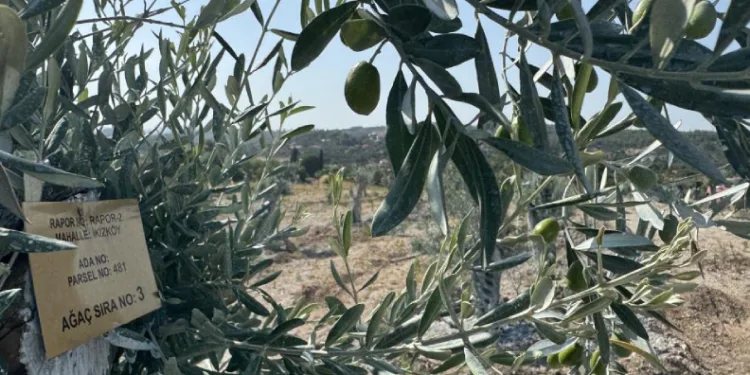 Milas’ta bilimsel yöntemlerle taşınan zeytin ağaçları, bir yıl dolmadan yeniden meyve vermeye başladı