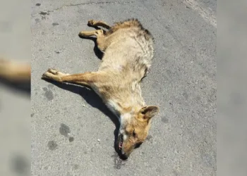 Hilvan’da nesli tükenme tehlikesi bulunan Altın Çakal telef oldu