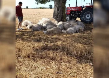 Yıldırım 30 koyunu telef etti, dolu çatılara zarar verdi