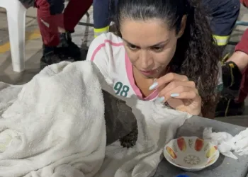 Alevlerin arasından kurtarılan kaplumbağa için zamanla yarışıldı
