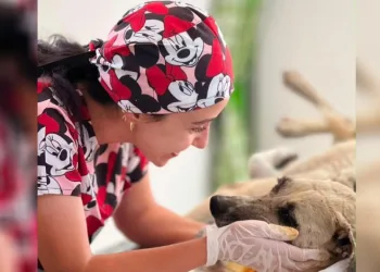 Gözüne bağ çubuğu saplanan köpek yeniden hayata tutundu