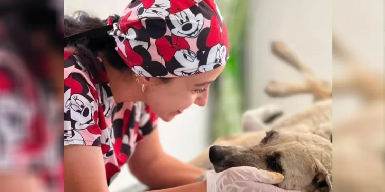 Gözüne bağ çubuğu saplanan köpek yeniden hayata tutundu