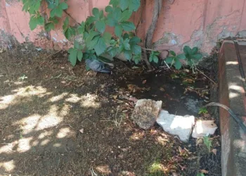 Bingöl’de sıcaktan bunalan güvercin su birikintisinde serinledi