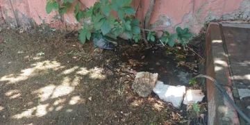 Bingöl’de sıcaktan bunalan güvercin su birikintisinde serinledi