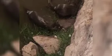 Diyarbakır’da su samurları görüntülendi