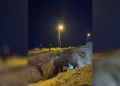 Yol çalışma alandaki çukura düşen otomobildeki 3 kişi yaralandı