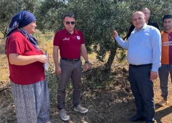Buldan’da zeytin sineğine karşı fenomen tuzak dağıtıldı