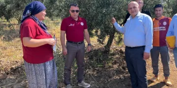 Buldan’da zeytin sineğine karşı fenomen tuzak dağıtıldı