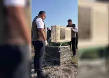 Sivas’ta yuvadan düşen iki kerkenez yavrusu doğaya bırakıldı
