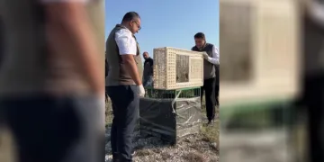 Sivas’ta yuvadan düşen iki kerkenez yavrusu doğaya bırakıldı