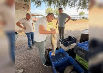 Beyşehir Gölü’nde avlanan balıklar tek tek kontrol edildi
