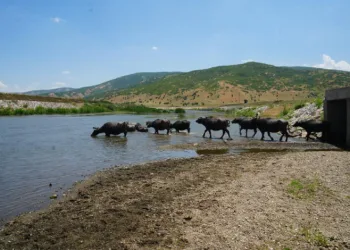 Muş’ta Afrika’yı andıran manzaralar