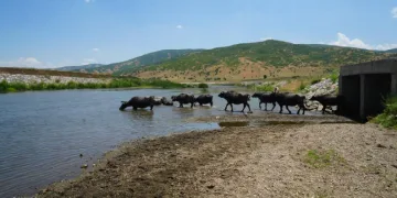 Muş’ta Afrika’yı andıran manzaralar