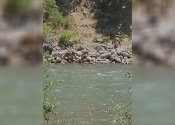 Tunceli’de koruma altındaki dağ keçileri görüntülendi