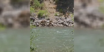 Tunceli’de koruma altındaki dağ keçileri görüntülendi