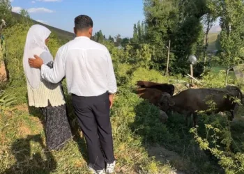 Uçurumdan düşen ineği için gözyaşı döken Ayni teyzeye yardım eli uzatıldı