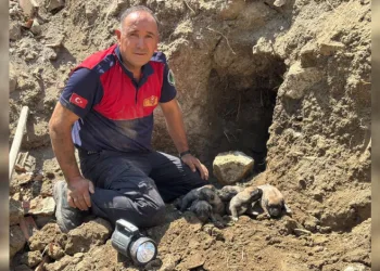 Yıkım halindeki binada mahsur kalan 8 yavru köpek kurtarıldı