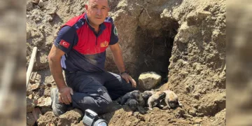 Yıkım halindeki binada mahsur kalan 8 yavru köpek kurtarıldı