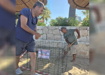 Aydın’ın Kuşadası ve Didim kıyılarında caretta hareketliliği