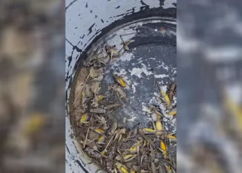 Çekirgeler üreticinin kabusu oldu