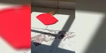 Burdur’da bir vatandaş, balkonuna gelen dev çekirgeye su vererek ilginç anlara imza attı. Çekirgenin kaptan su içtiği anlar cep telefonu kamerasıyla kaydedildi.