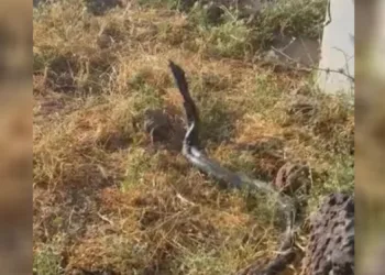 Sıcak hava devasa yılanları ortaya çıkardı