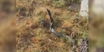 Sıcak hava devasa yılanları ortaya çıkardı