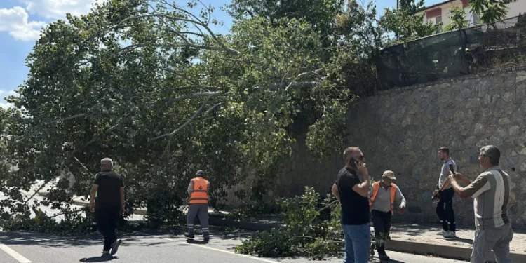 Eskişehir’de devrilen ağaç kara yolunu kısmen trafiğe kapattı